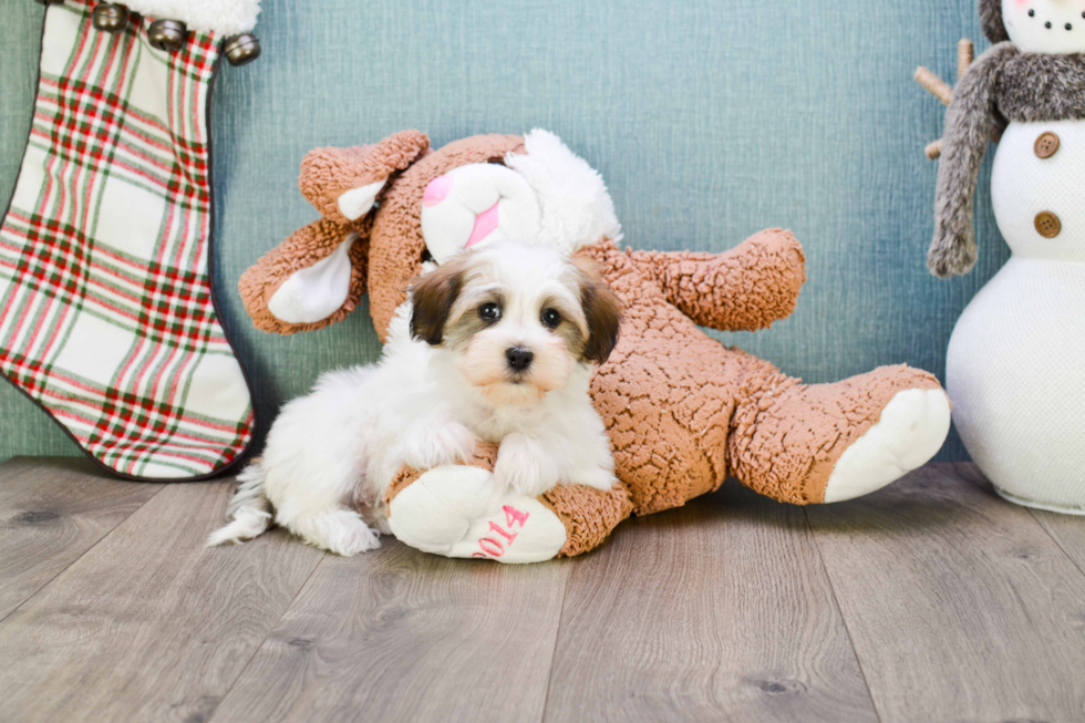 Havanese Puppy for Adoption