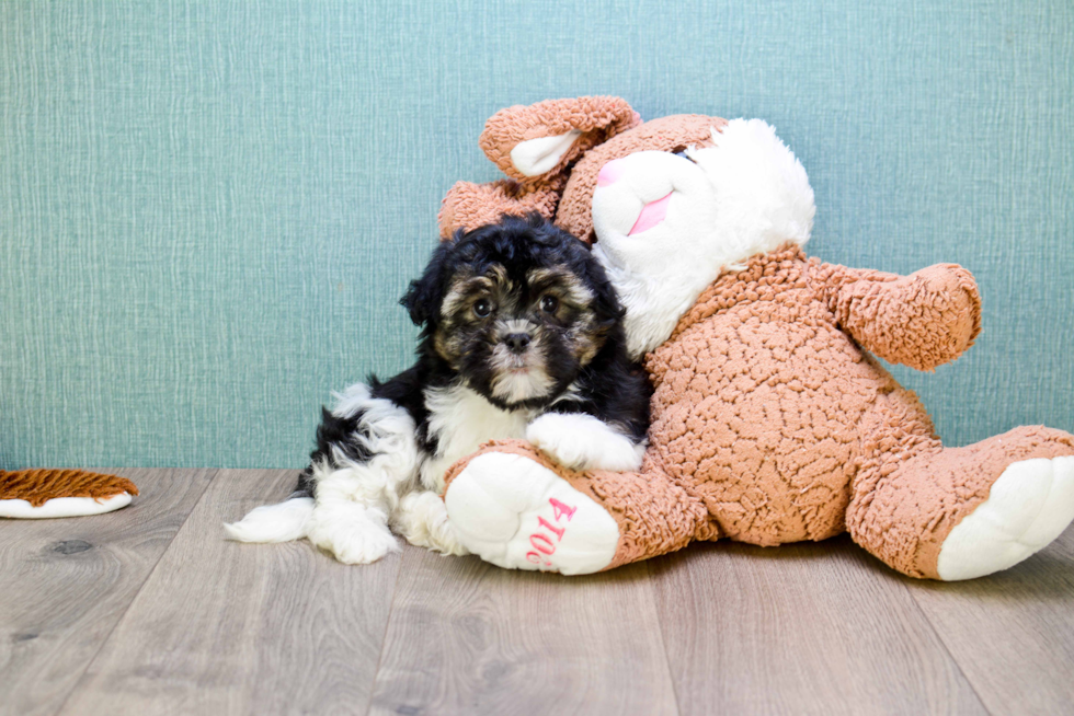 Smart Havanese Purebred Puppy