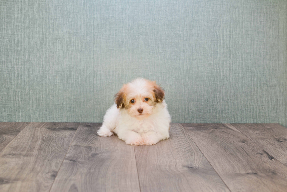 Hypoallergenic Havanese Purebred Pup