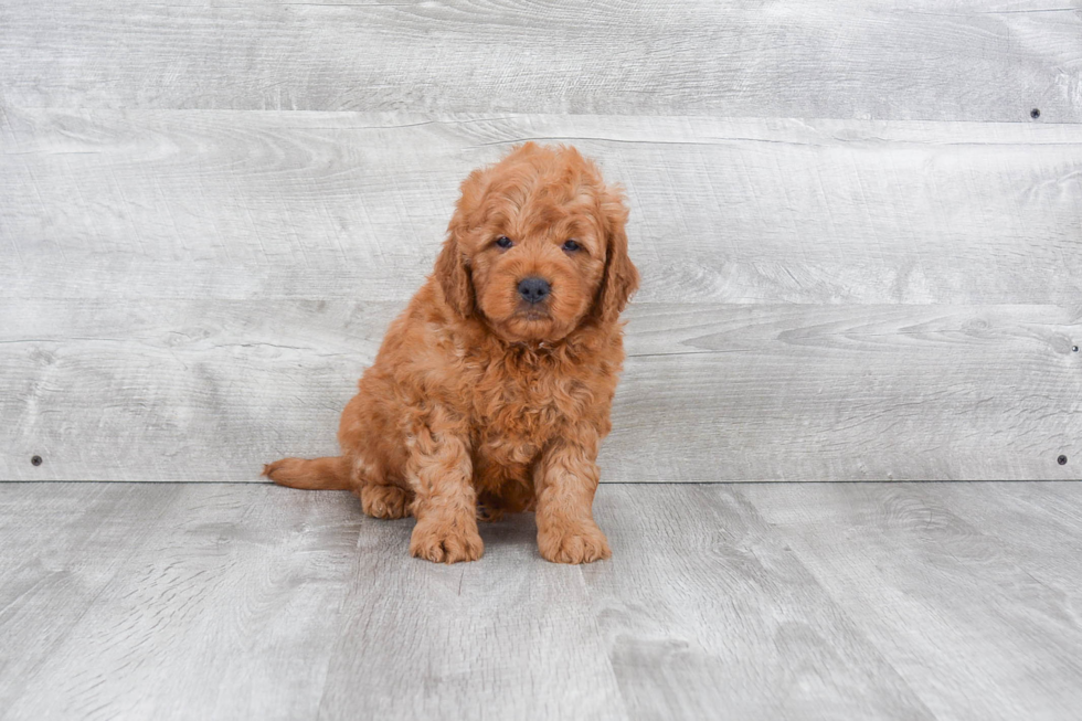 Happy Mini Goldendoodle Baby