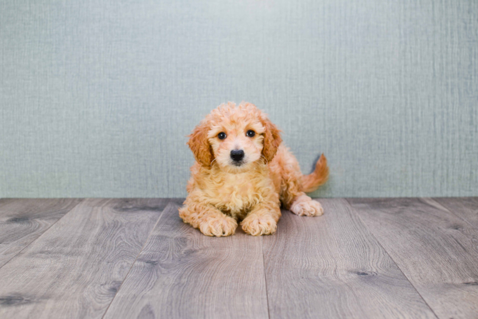 Mini Goldendoodle Pup Being Cute