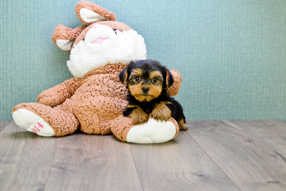 Meet Izzie - our Yorkshire Terrier Puppy Photo 