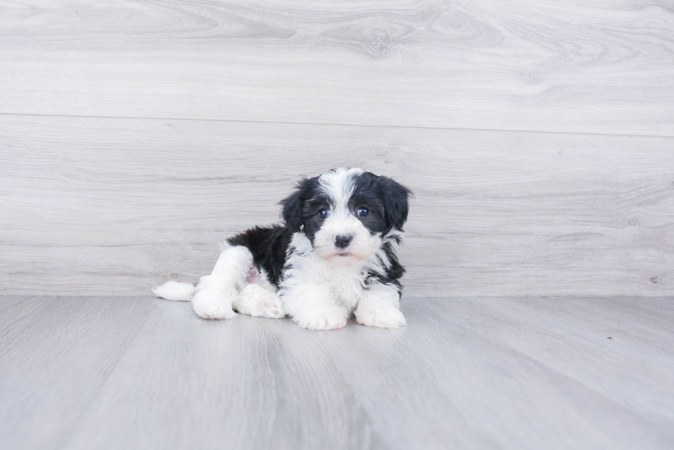 Havanese Puppy for Adoption