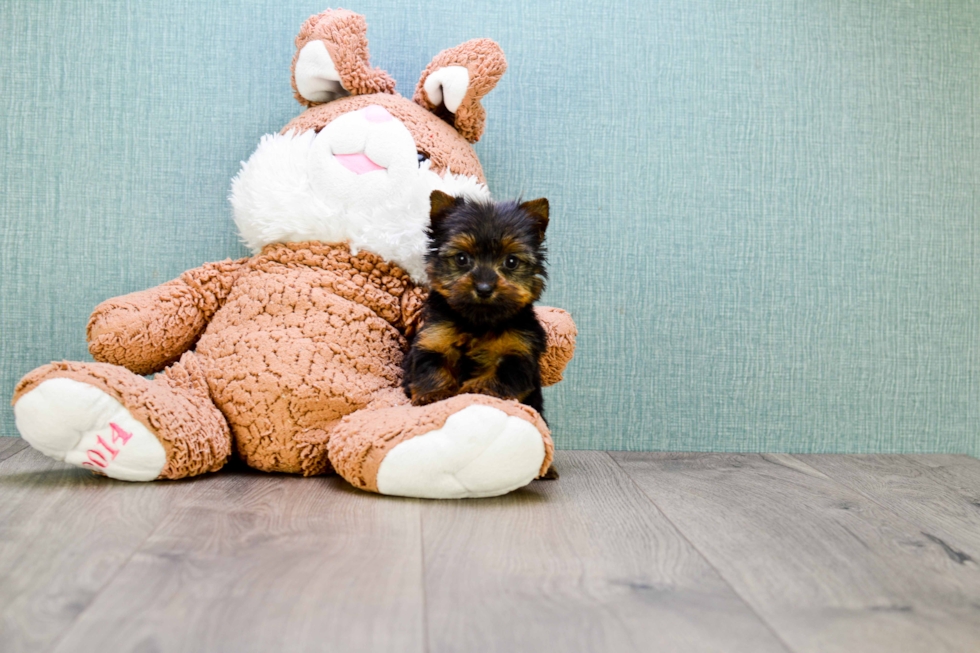 Meet Zoro - our Yorkshire Terrier Puppy Photo 