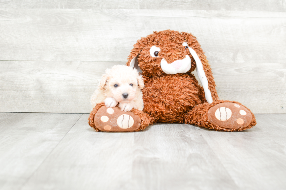 Maltipoo Puppy for Adoption