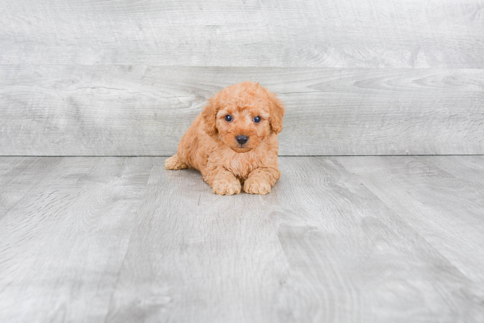 Playful Golden Retriever Poodle Mix Puppy