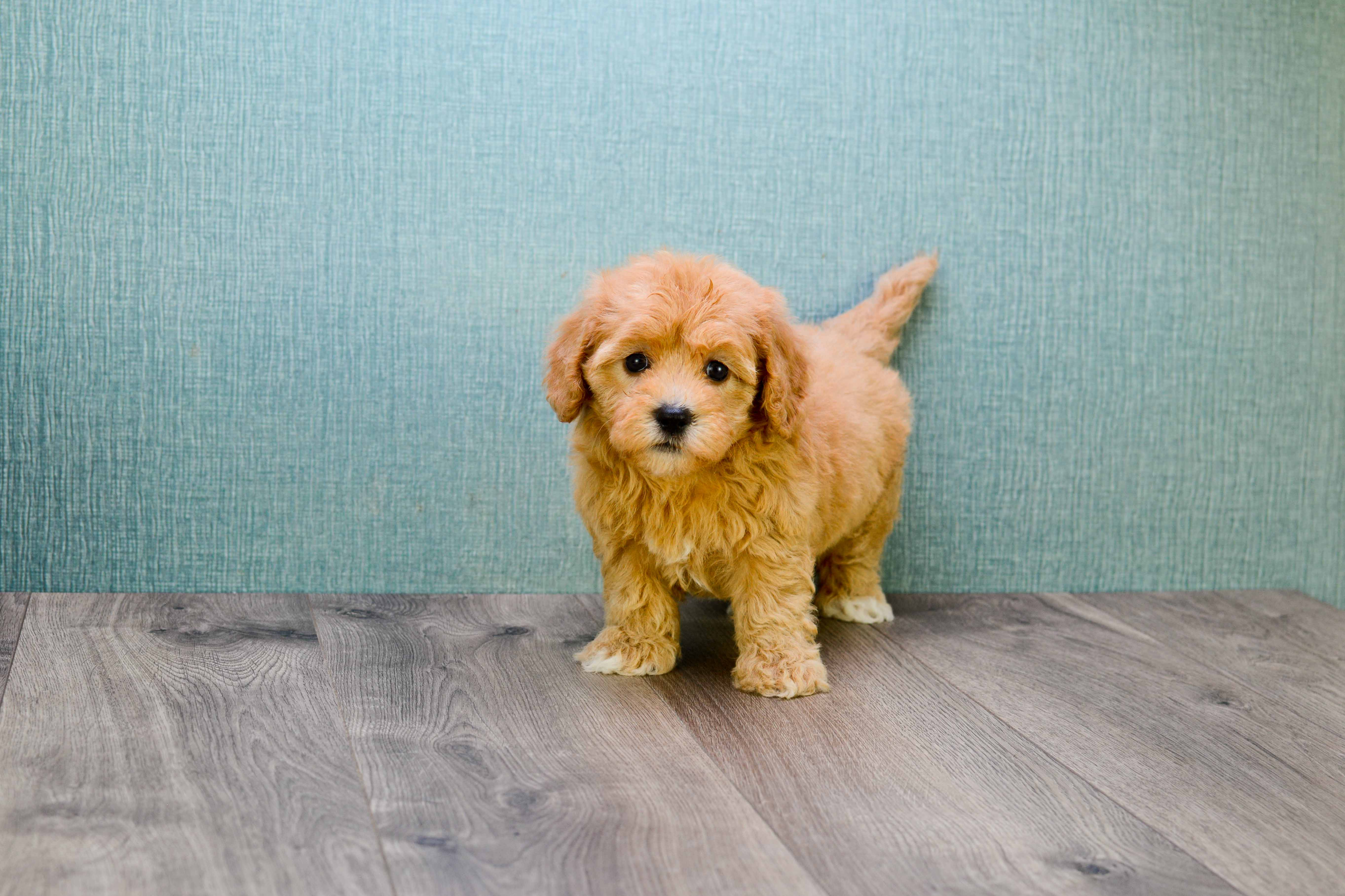 Cavapoo Puppy for Adoption