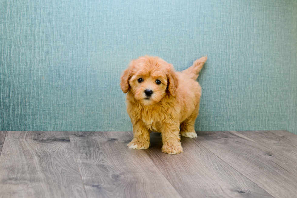 Cavapoo Puppy for Adoption