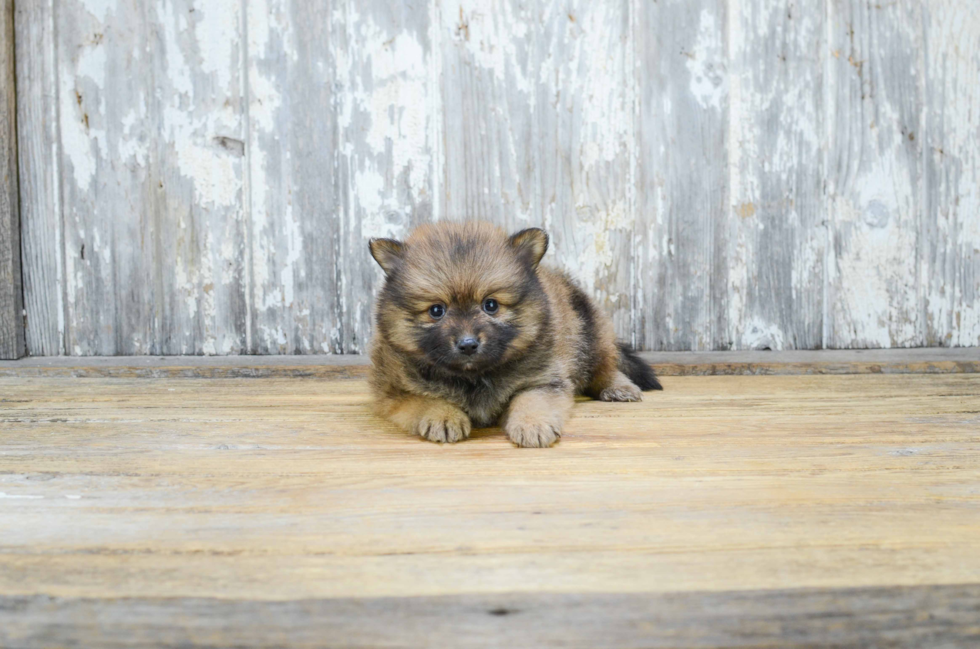 Sweet Pomeranian Purebred Puppy