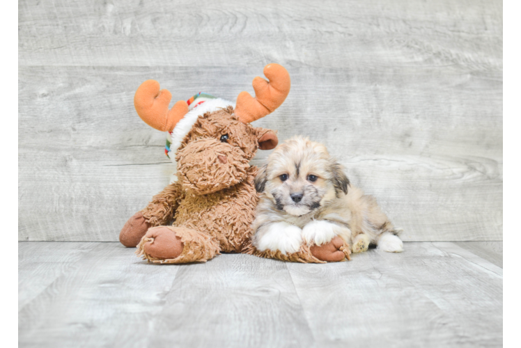 Best Havanese Baby