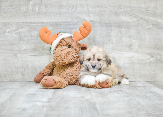 Best Havanese Baby