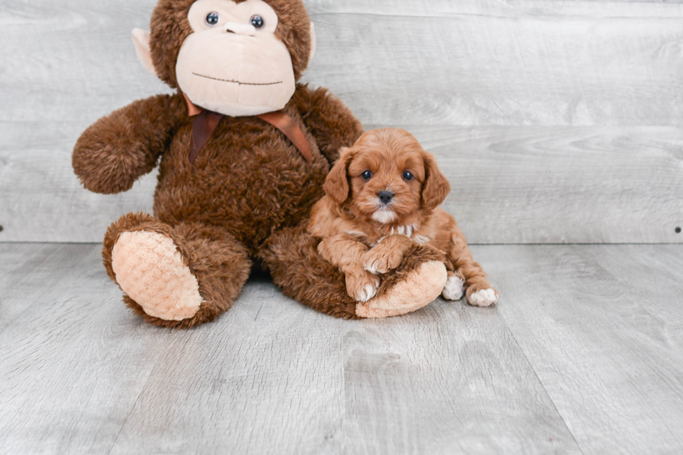 Best Cavapoo Baby