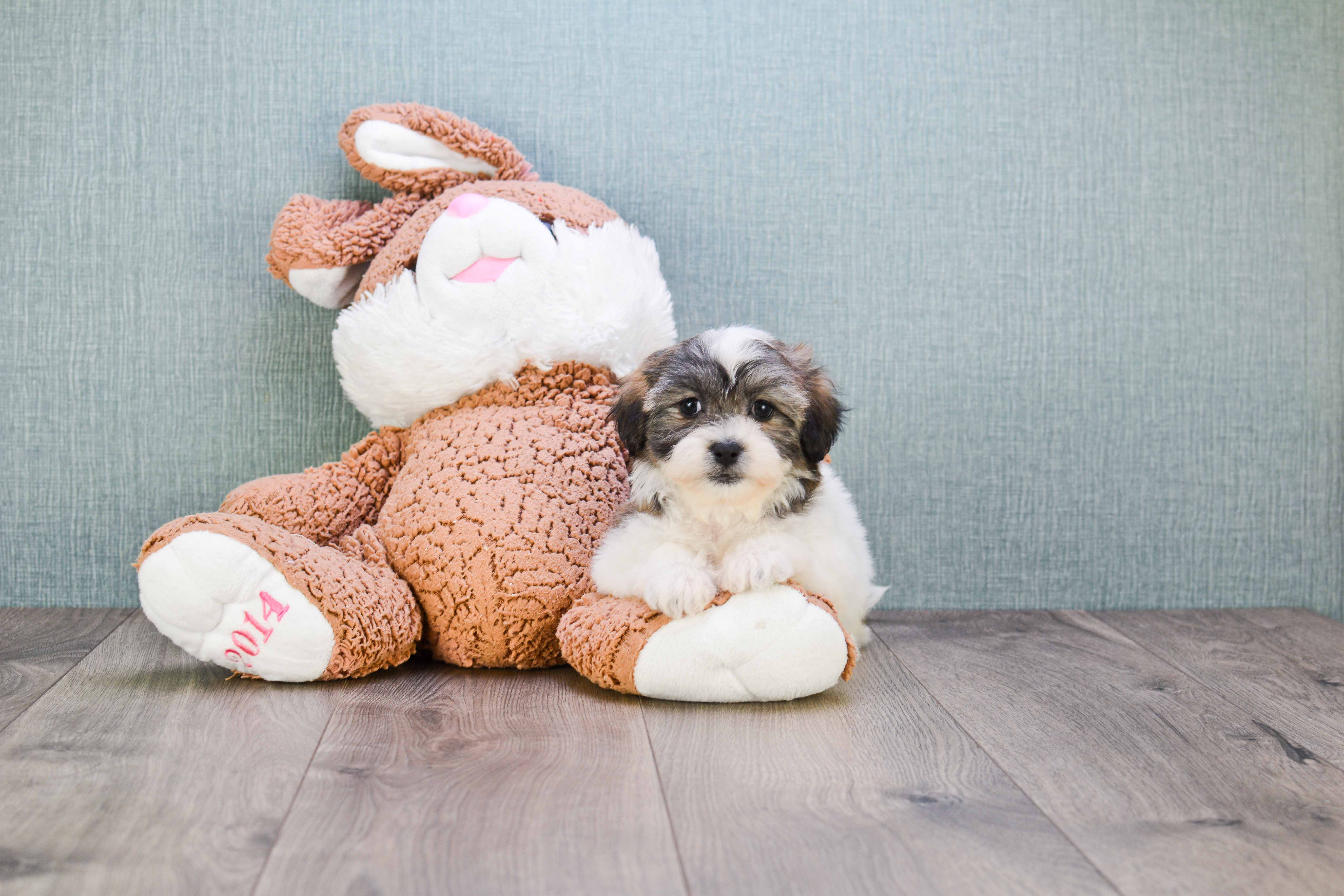 Teddy Bear Puppy for Adoption