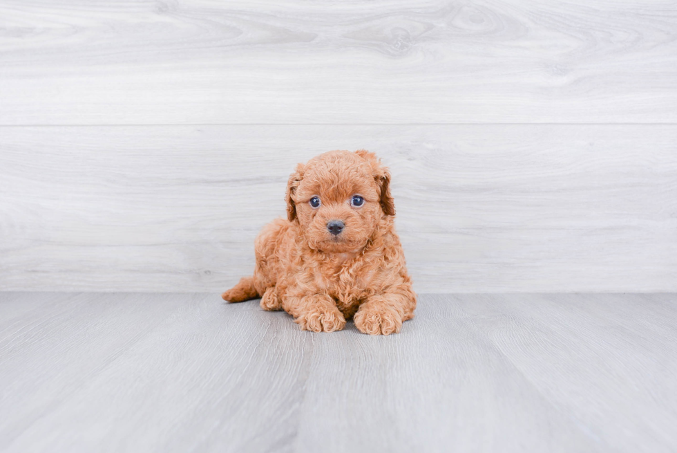 Cavapoo Pup Being Cute