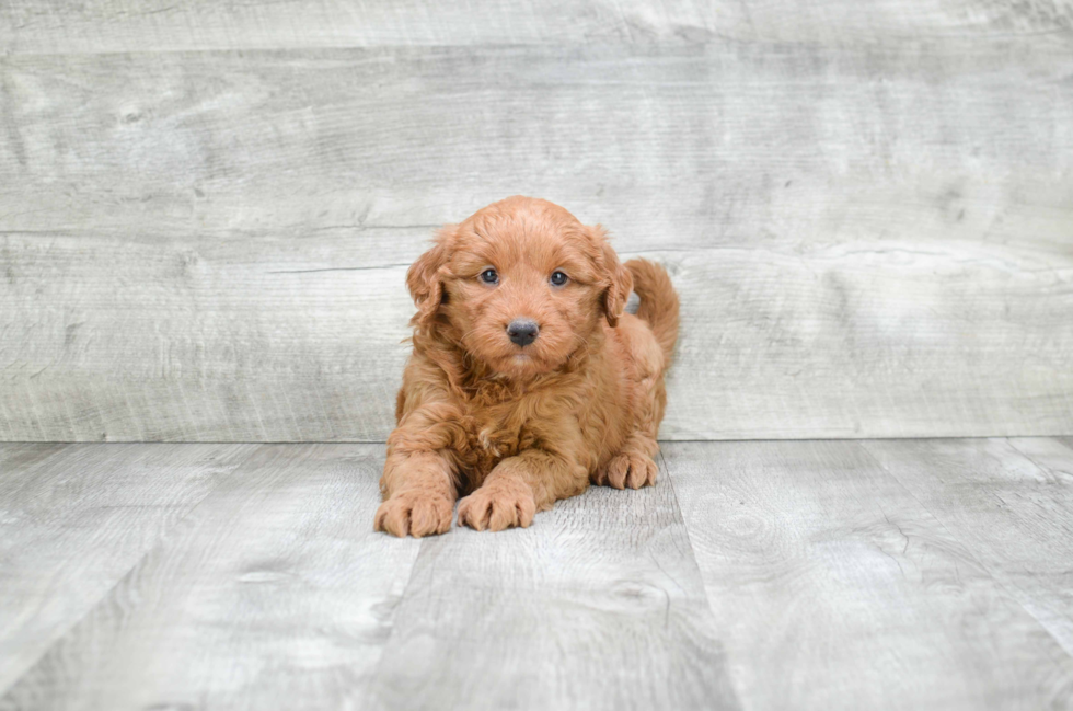 Best Mini Goldendoodle Baby