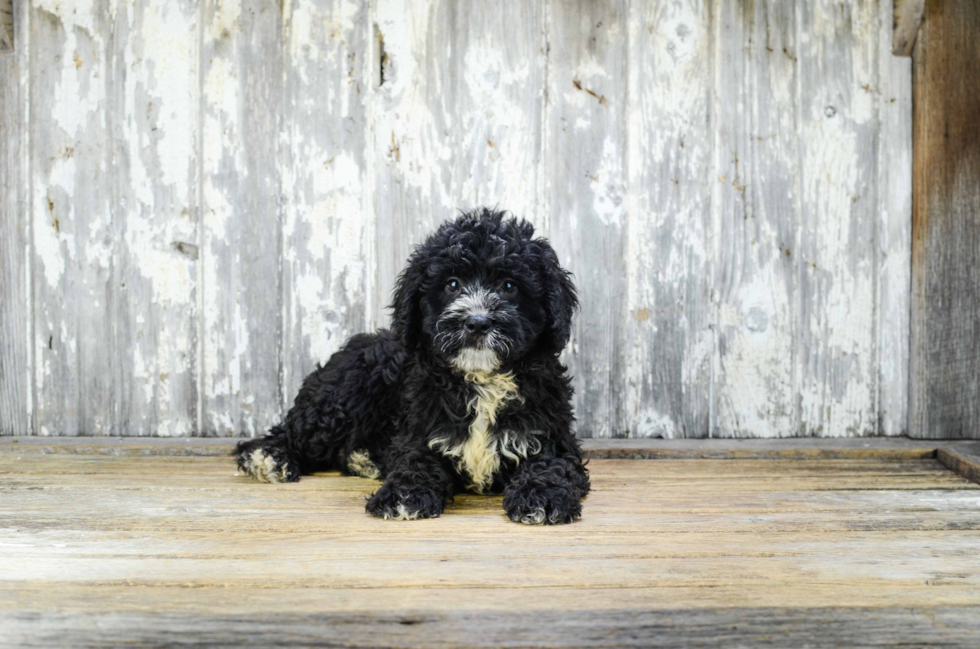 Popular Mini Bernedoodle Poodle Mix Pup