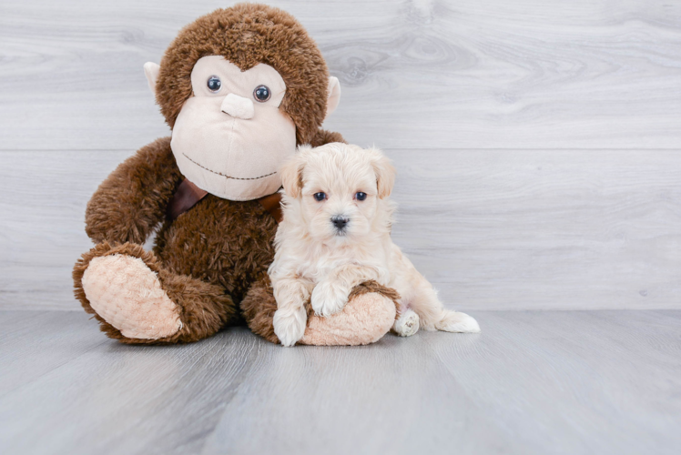 Friendly Maltipoo Baby