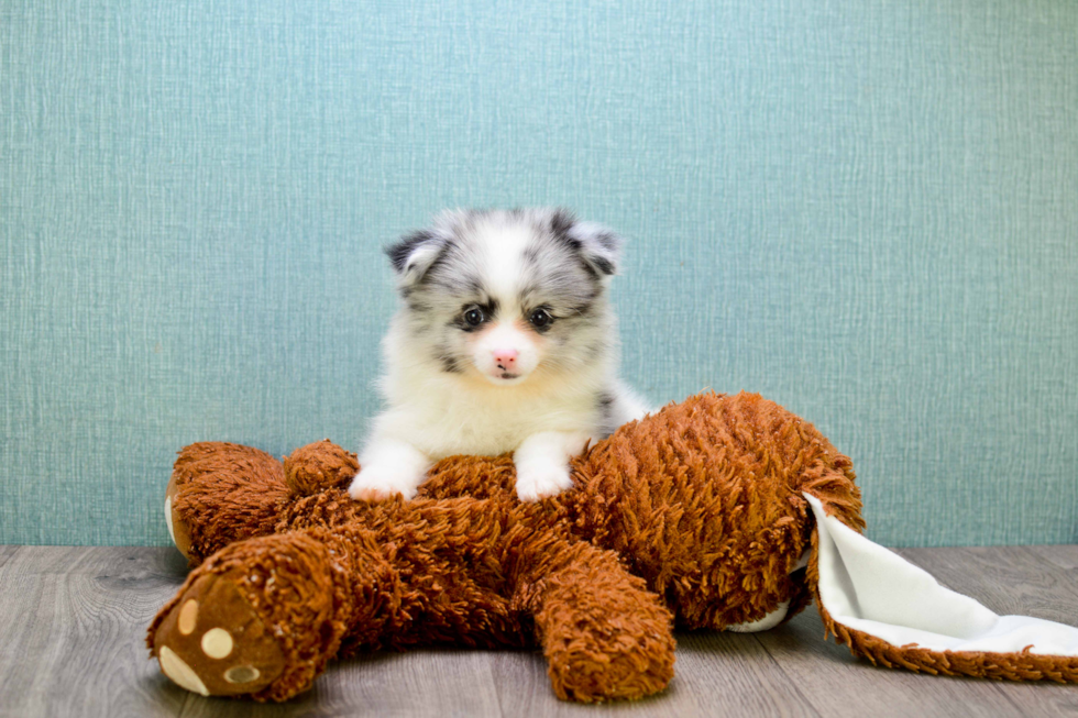 Pomeranian Pup Being Cute