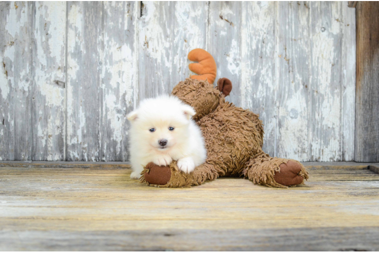 Popular Pomeranian Purebred Pup