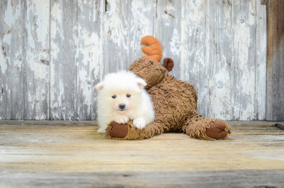 Popular Pomeranian Purebred Pup