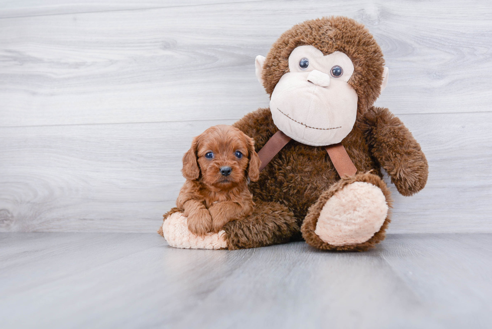 Cavapoo Pup Being Cute