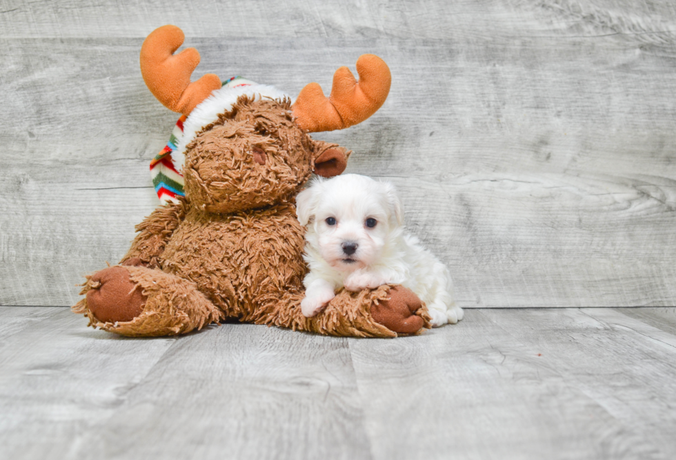 Popular Havanese Purebred Pup