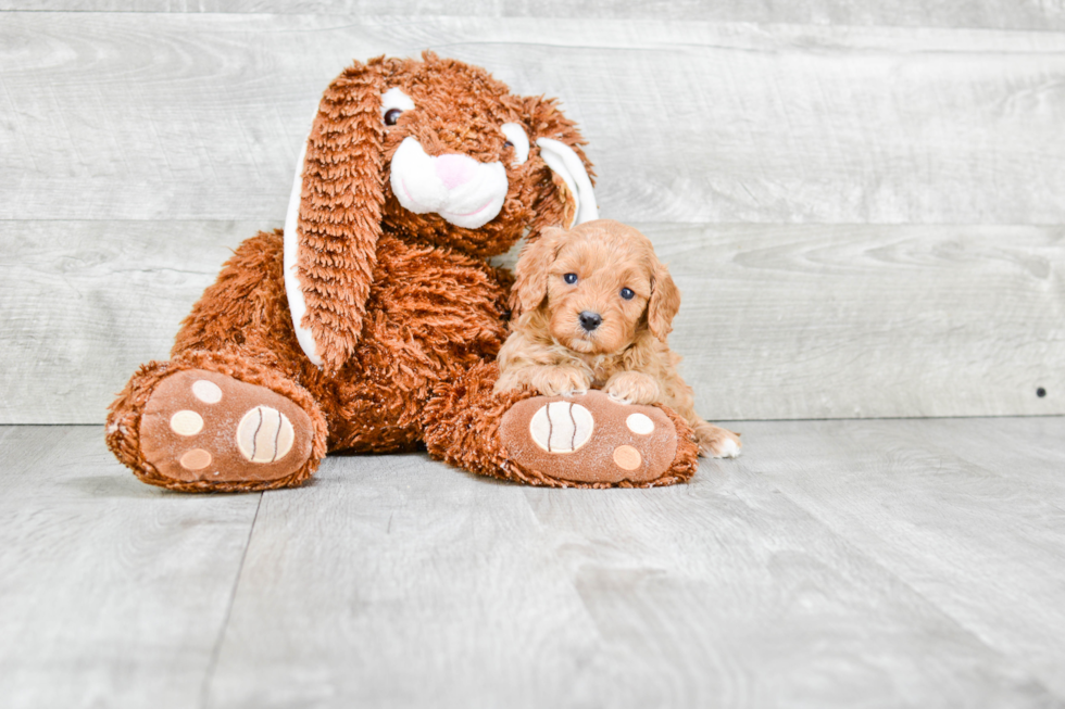 Smart Cavapoo Poodle Mix Pup