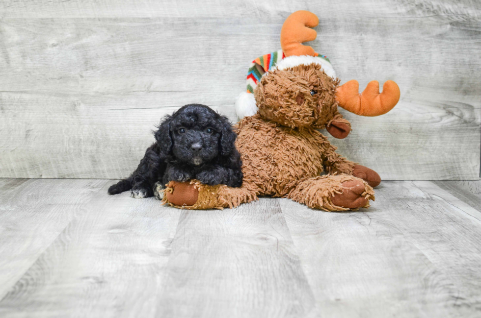 Popular Mini Bernedoodle Poodle Mix Pup