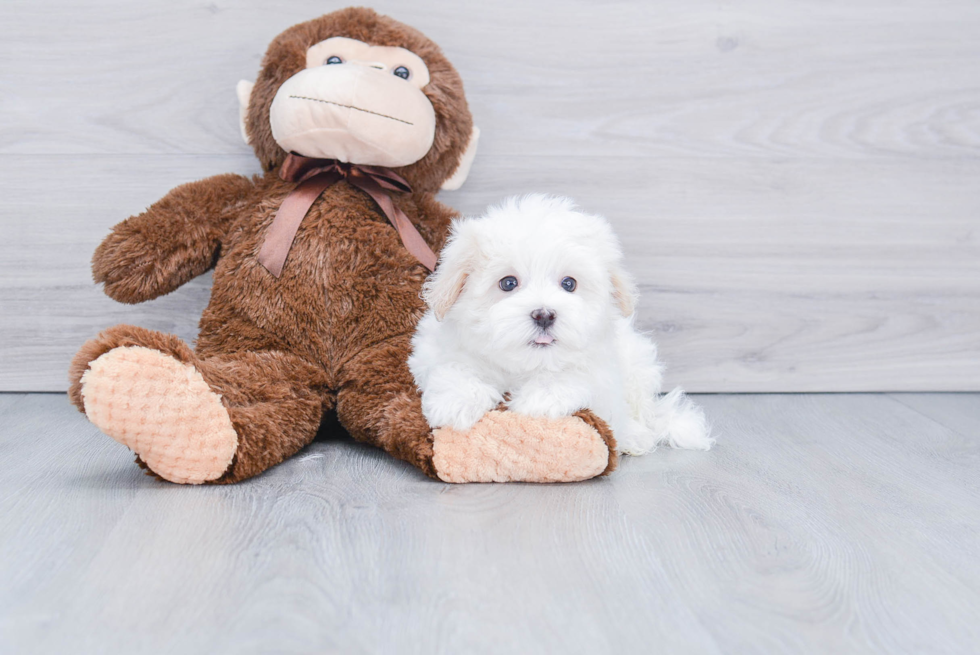 Cute Havanese Purebred Puppy