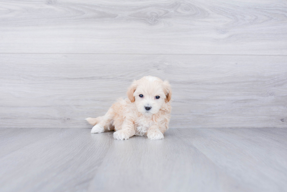 Funny Maltipoo Poodle Mix Pup