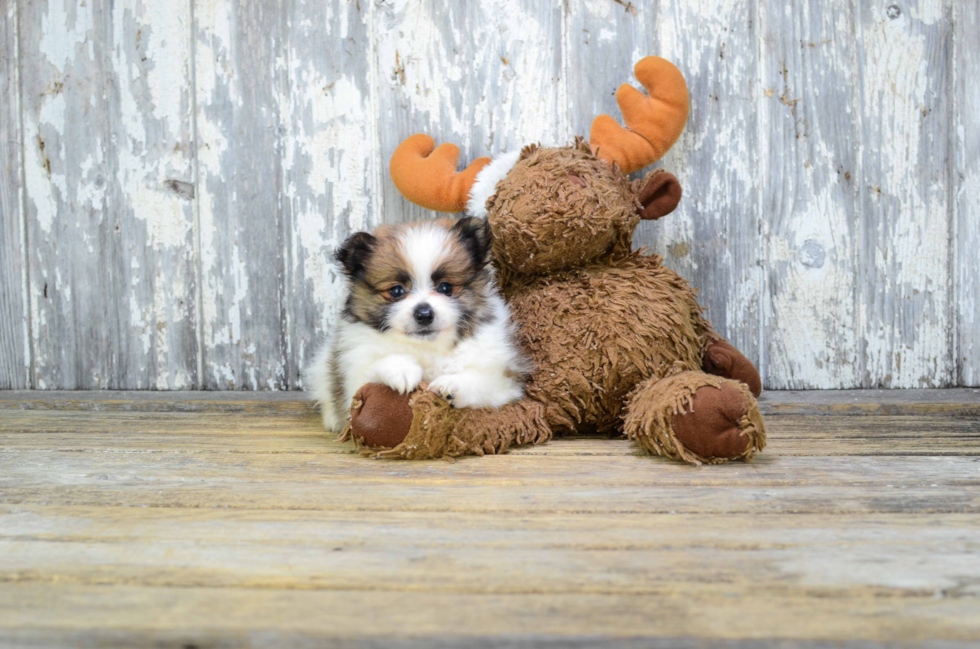 Hypoallergenic Pomeranian Purebred Pup