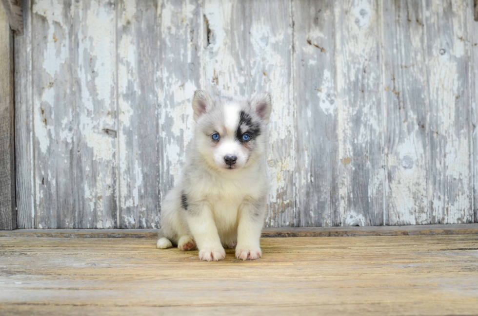 Petite Pomsky Designer Pup