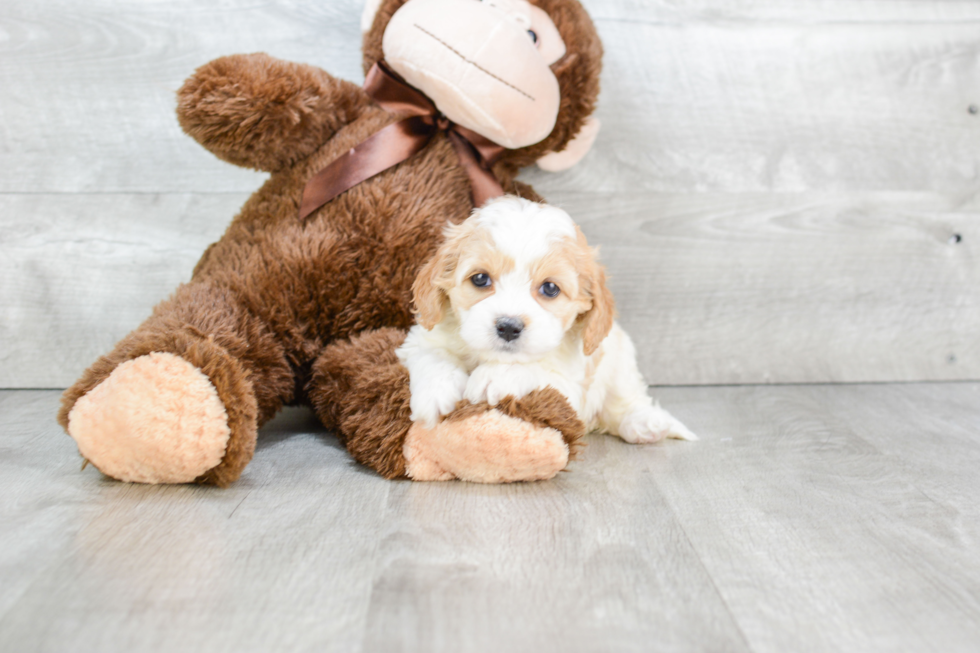 Friendly Cavapoo Baby