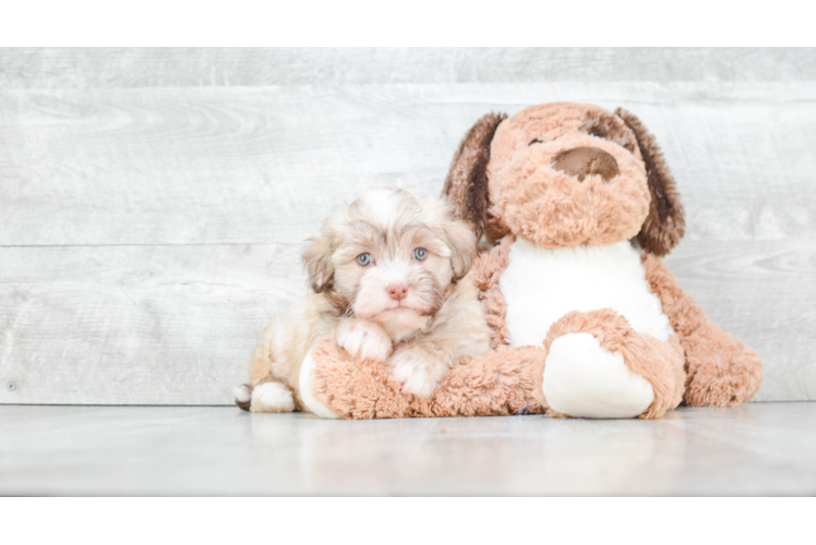 Havanese Puppy for Adoption