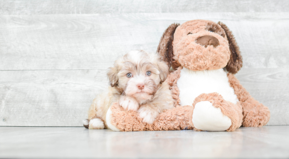 Havanese Puppy for Adoption