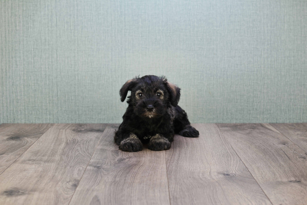 Cute Mini Schnauzer Baby