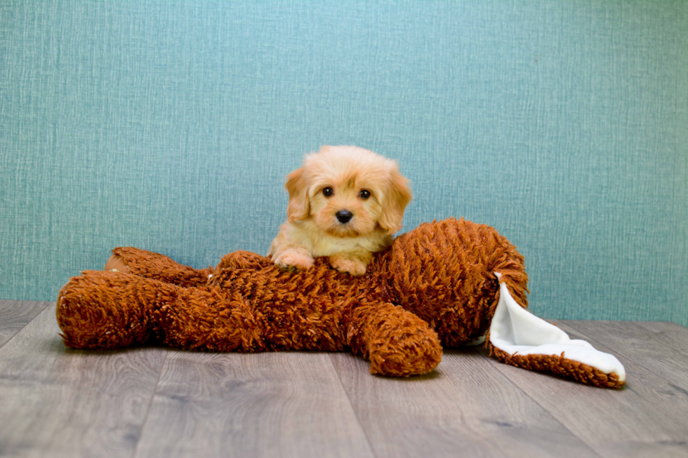 Best Cavapoo Baby