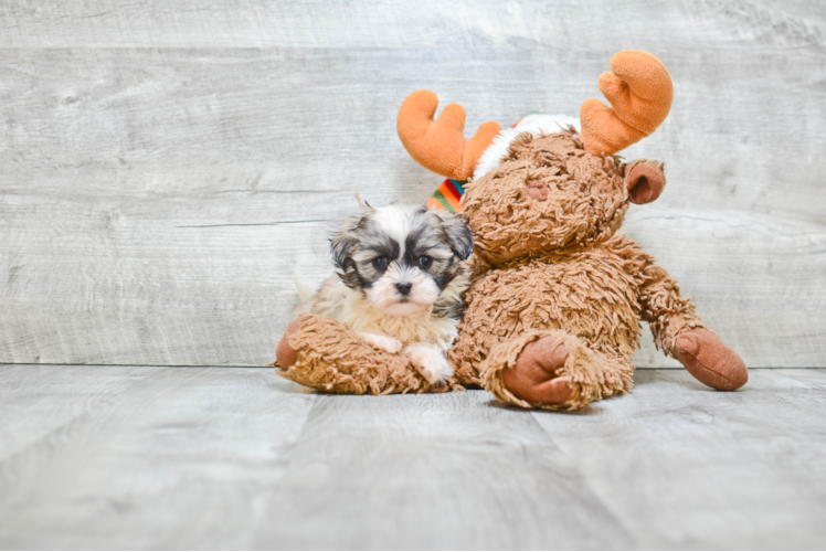 Teddy Bear Pup Being Cute