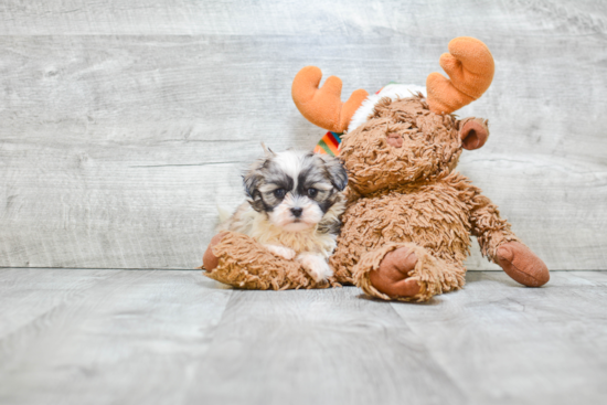 Teddy Bear Pup Being Cute