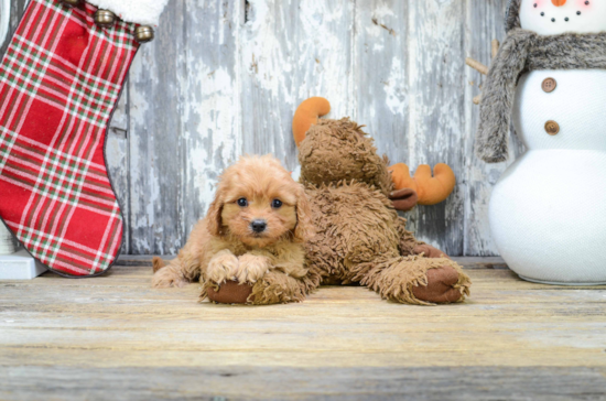 Cavapoo Pup Being Cute