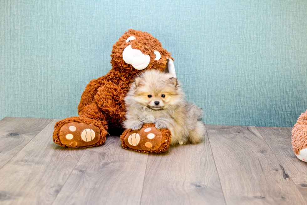 Hypoallergenic Pomeranian Purebred Pup