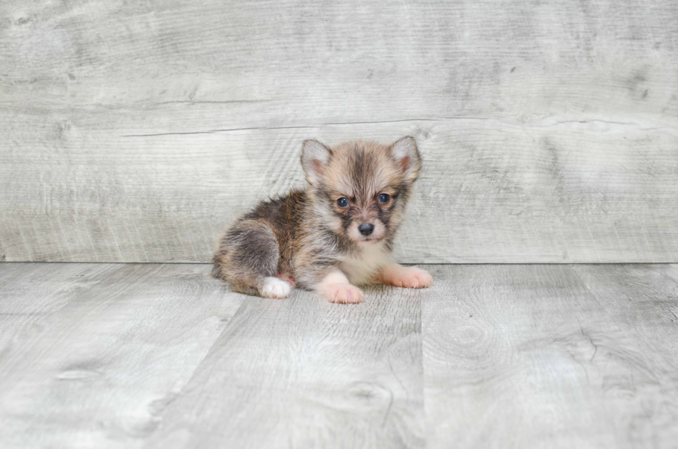 Hypoallergenic Mini Husky Designer Puppy