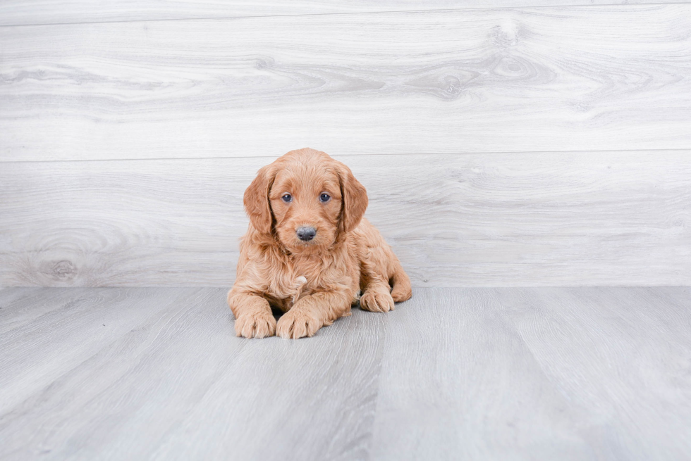 Small Mini Goldendoodle Baby