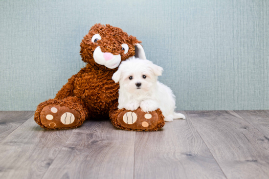 Sweet Maltese Purebred Puppy