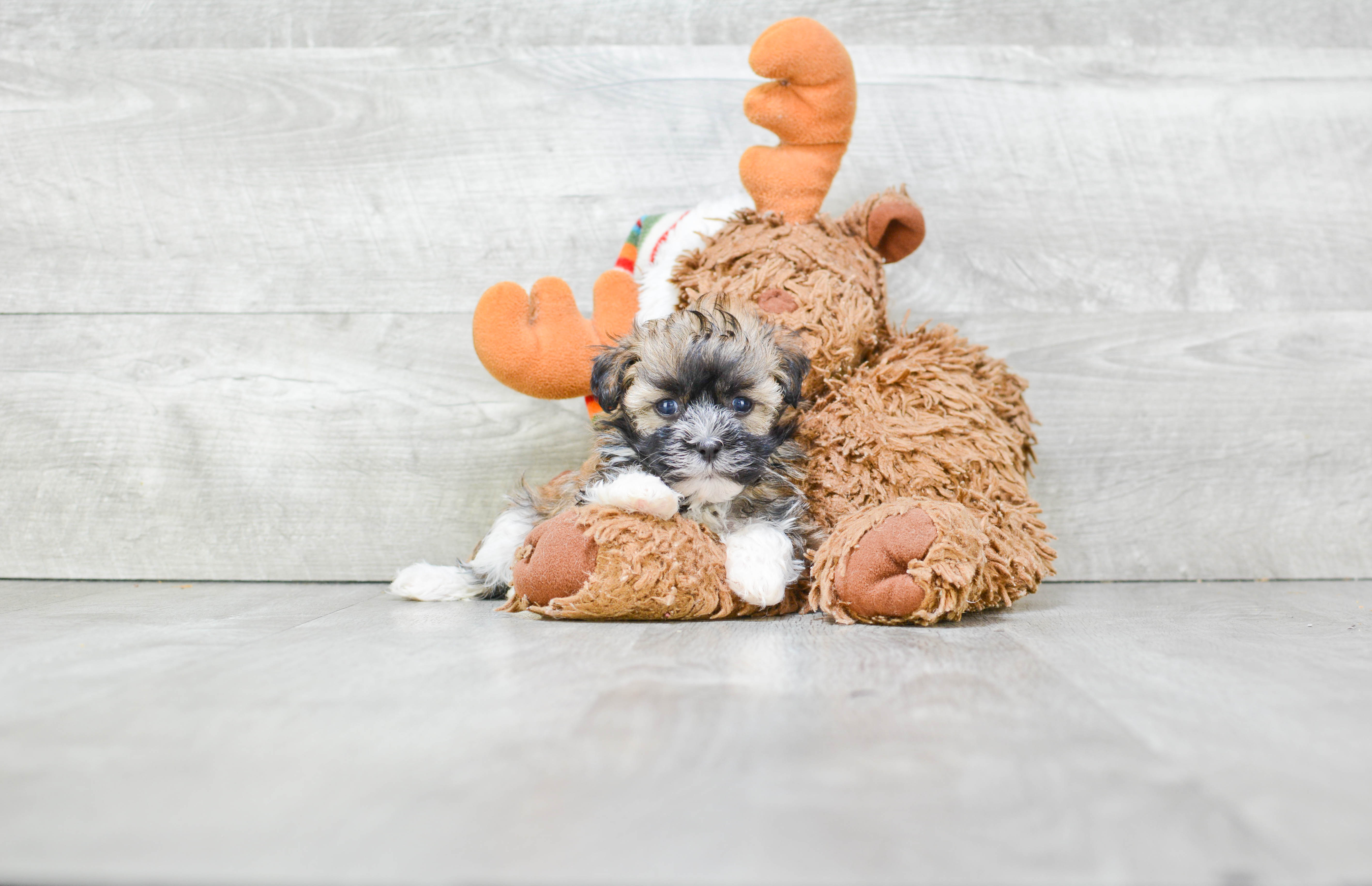 Havanese Pup Being Cute