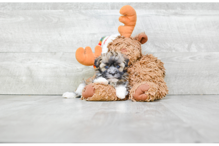 Havanese Pup Being Cute