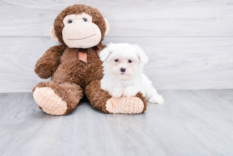 Maltese Puppy for Adoption