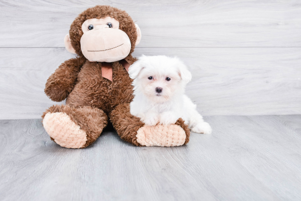 Maltese Puppy for Adoption