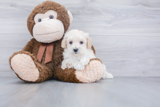 Maltipoo Pup Being Cute