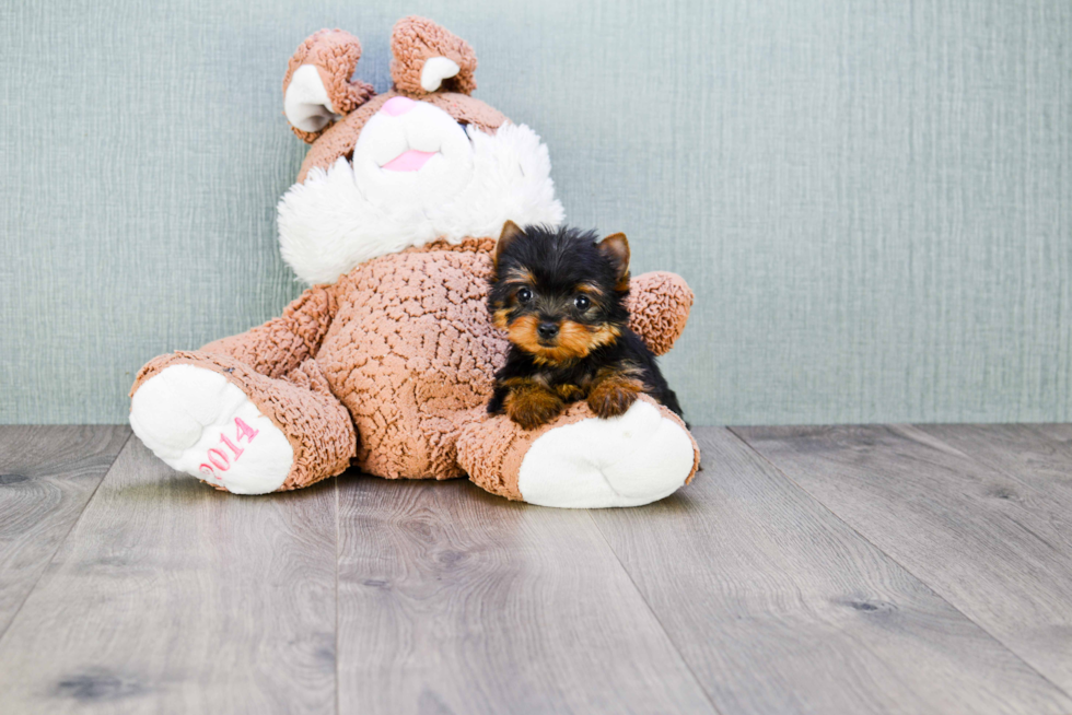 Meet Heidi - our Yorkshire Terrier Puppy Photo 